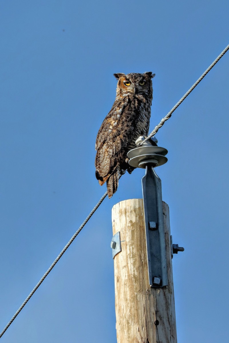 Great Horned Owl - ML641277382