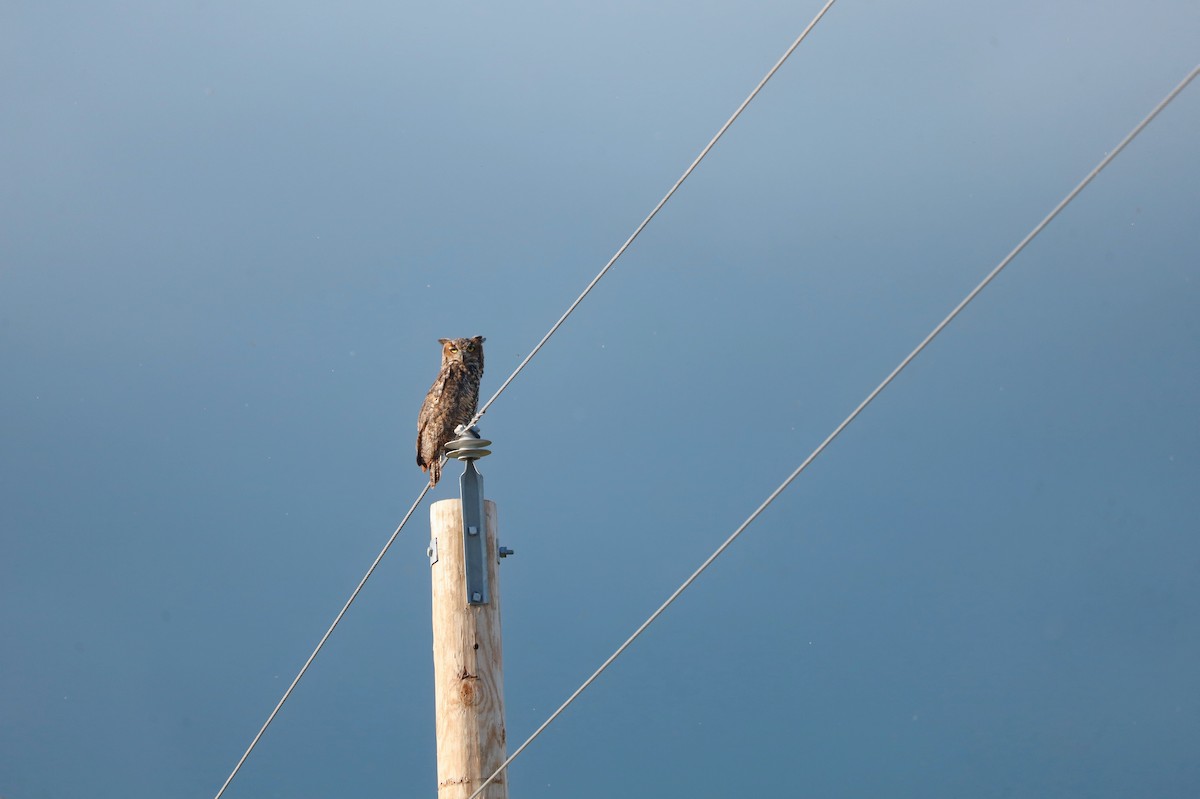 Great Horned Owl - ML641277383