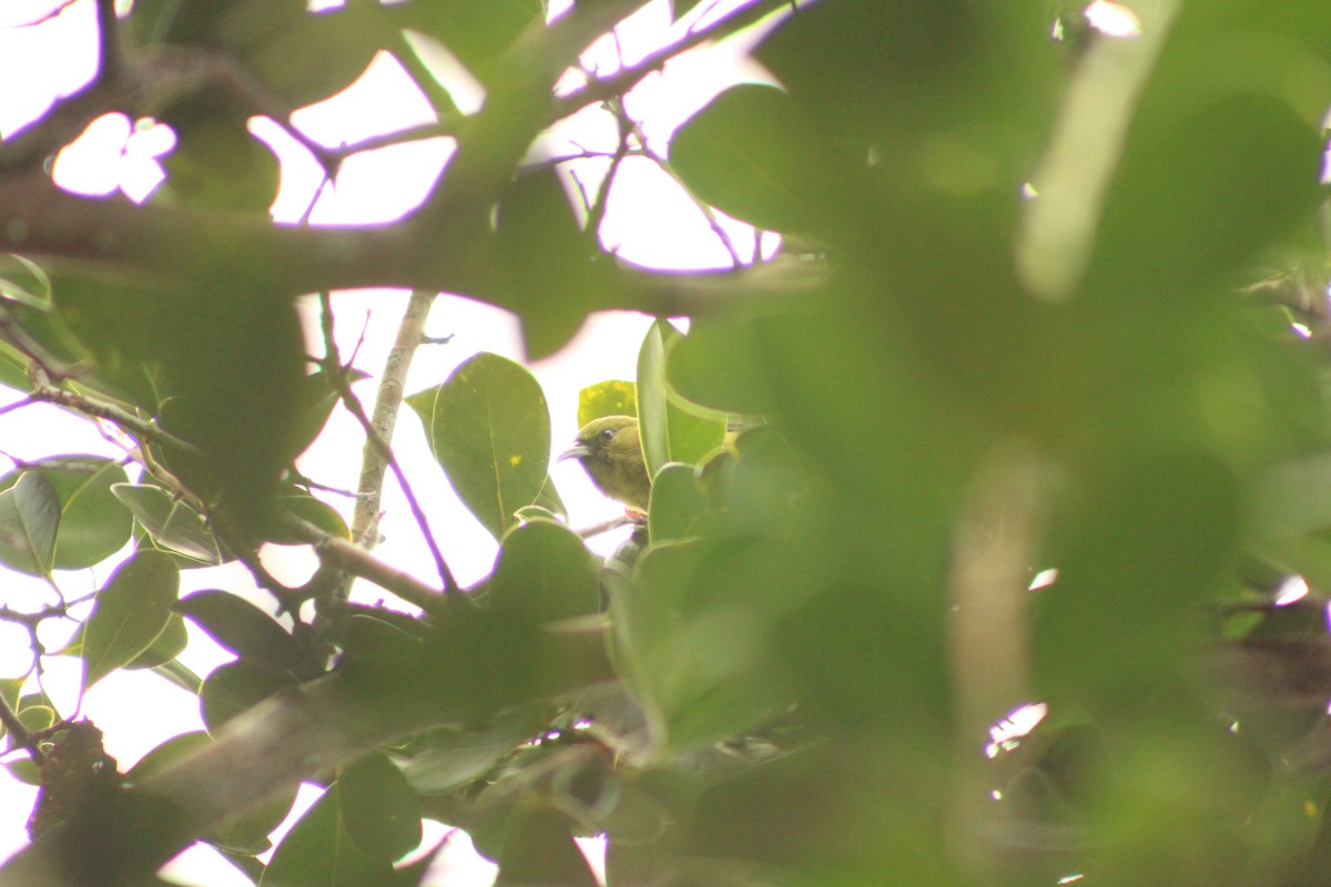 Amakihi d'Oahu - ML641277425