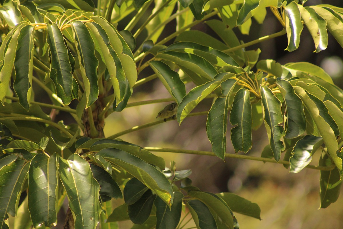 Amakihi d'Oahu - ML641277426