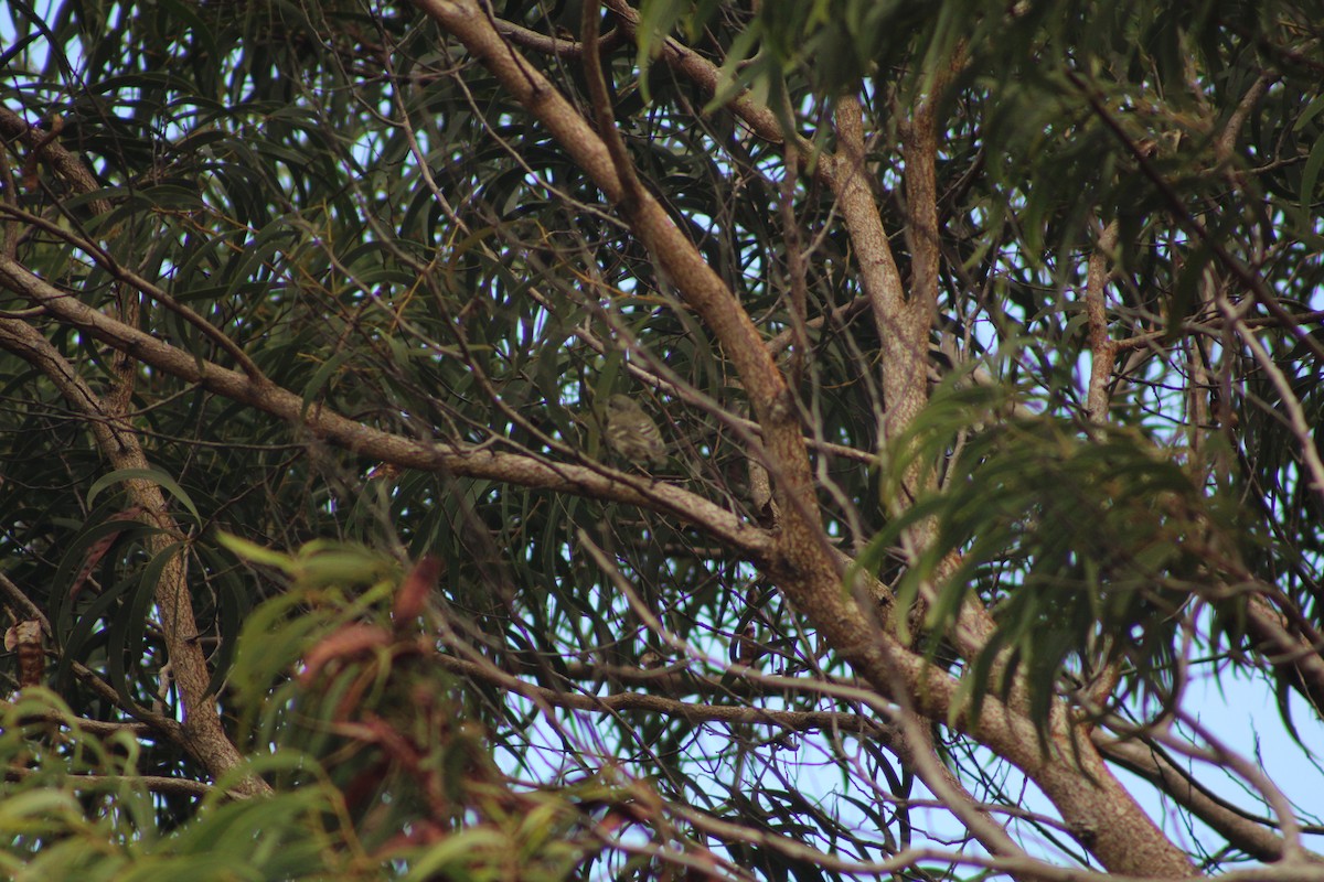 Amakihi d'Oahu - ML641277428