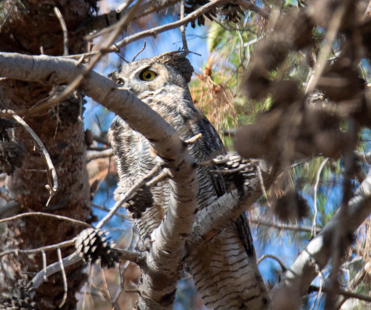 Great Horned Owl - ML641277434