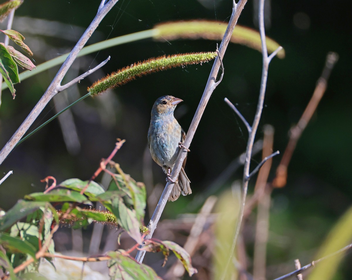 Indigo Bunting - ML641277451