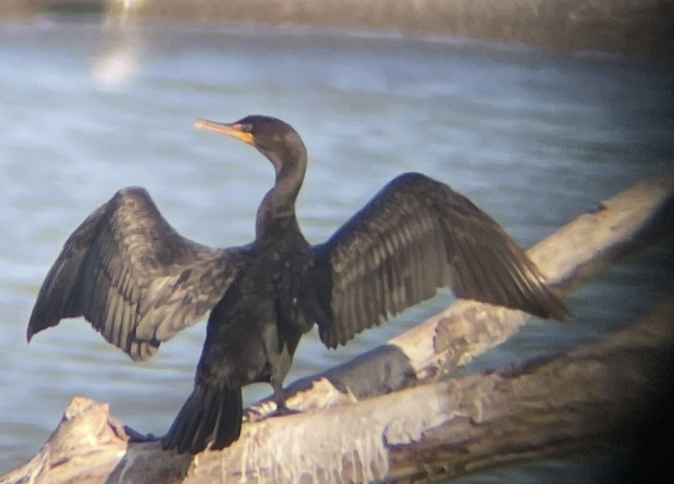 Cormoran à aigrettes - ML641277517