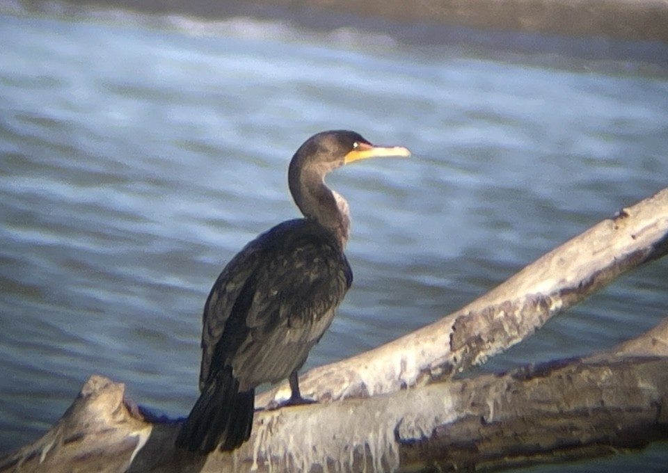 Cormoran à aigrettes - ML641277518