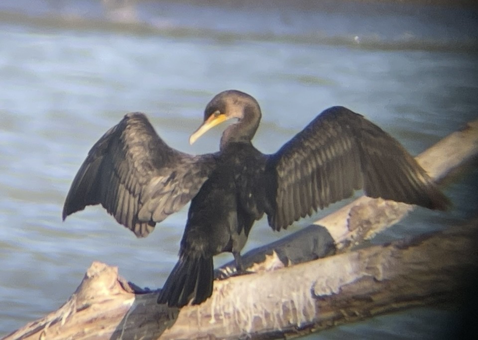 Cormoran à aigrettes - ML641277519
