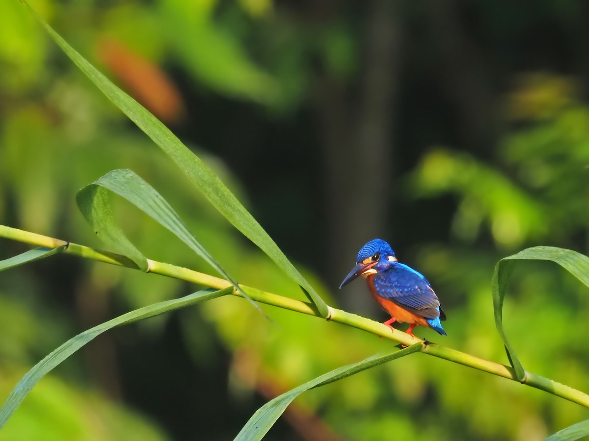 Blue-eared Kingfisher - ML641277531