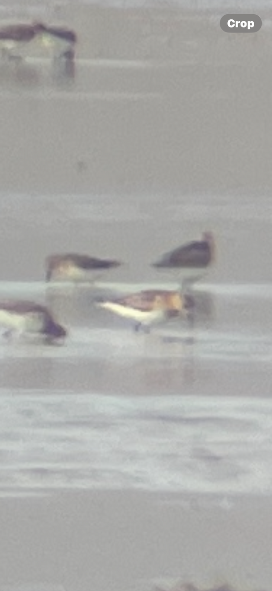 Calidris sp. - ML641277538