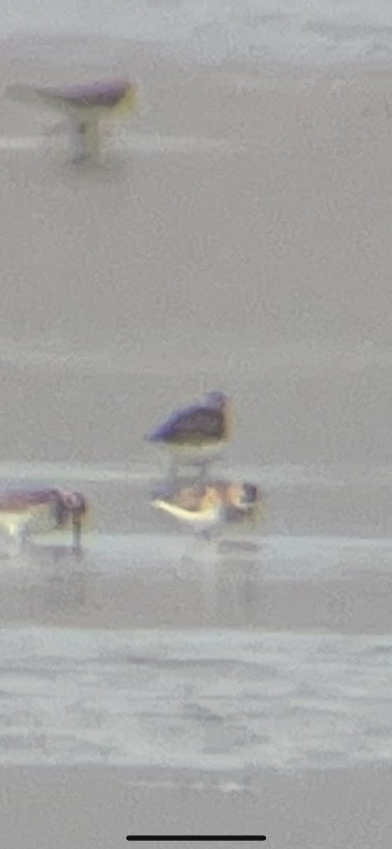 Calidris sp. - ML641277540