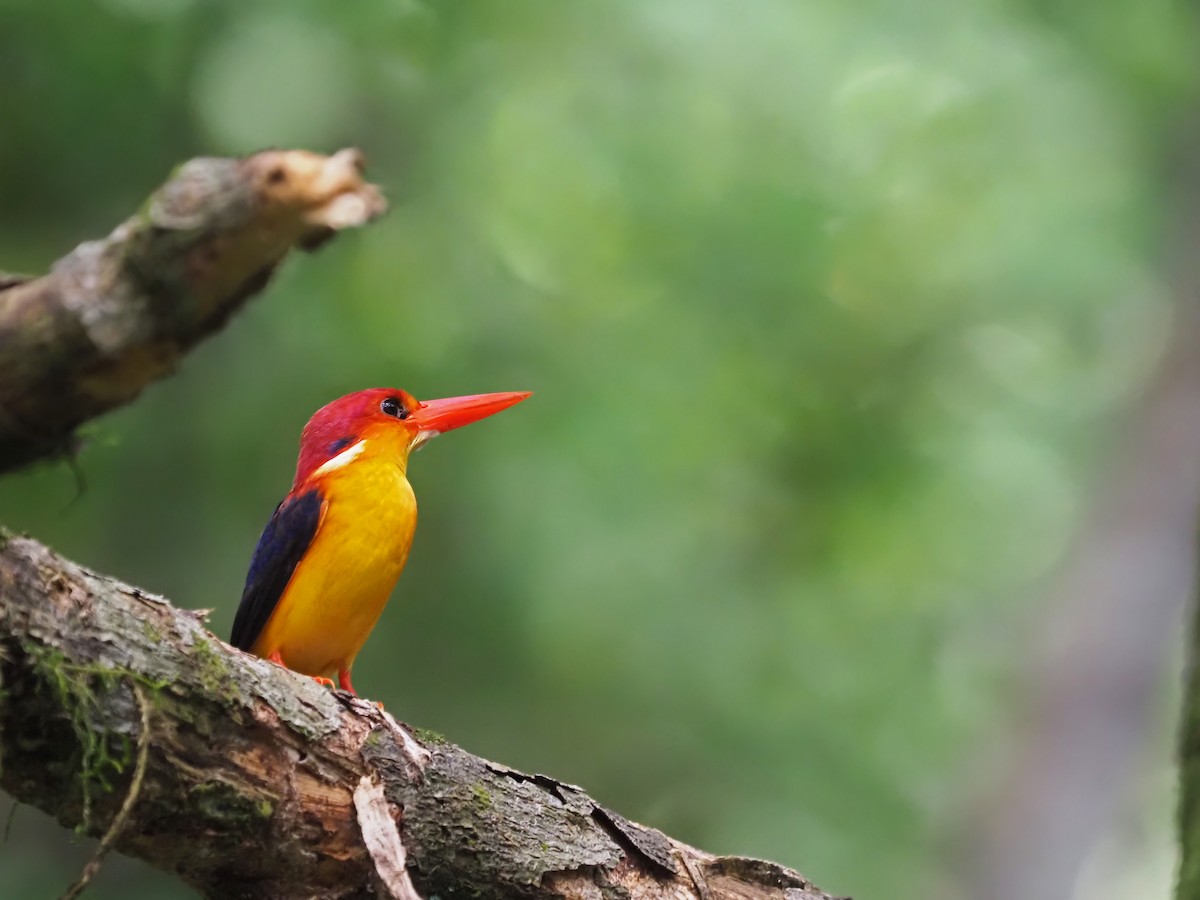 Rufous-backed Dwarf-Kingfisher - ML641277542