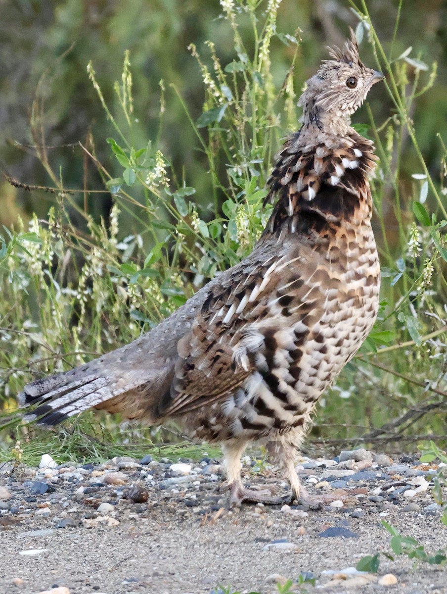 Willow Ptarmigan - ML641277562