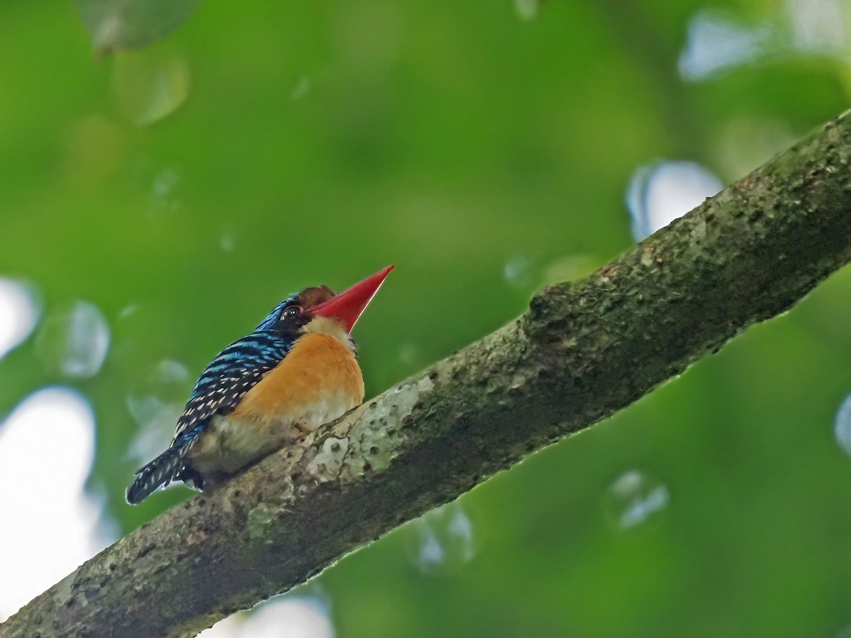 Banded Kingfisher - ML641277568