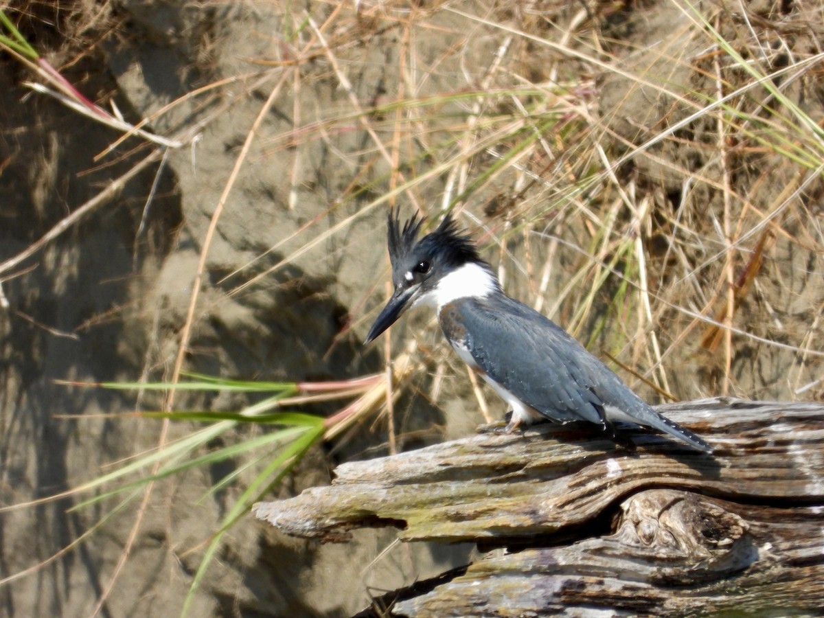 Belted Kingfisher - ML641277570