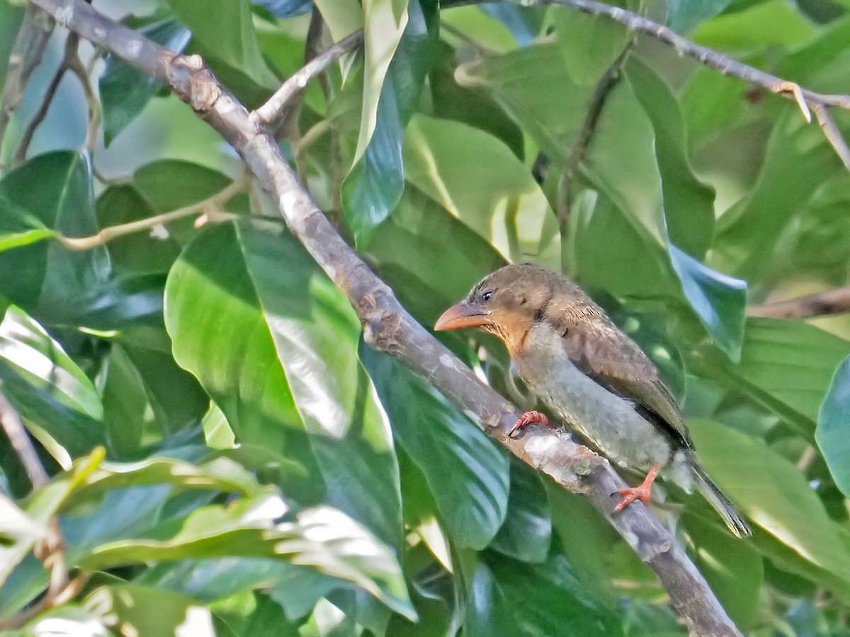 Brown Barbet - ML641277581