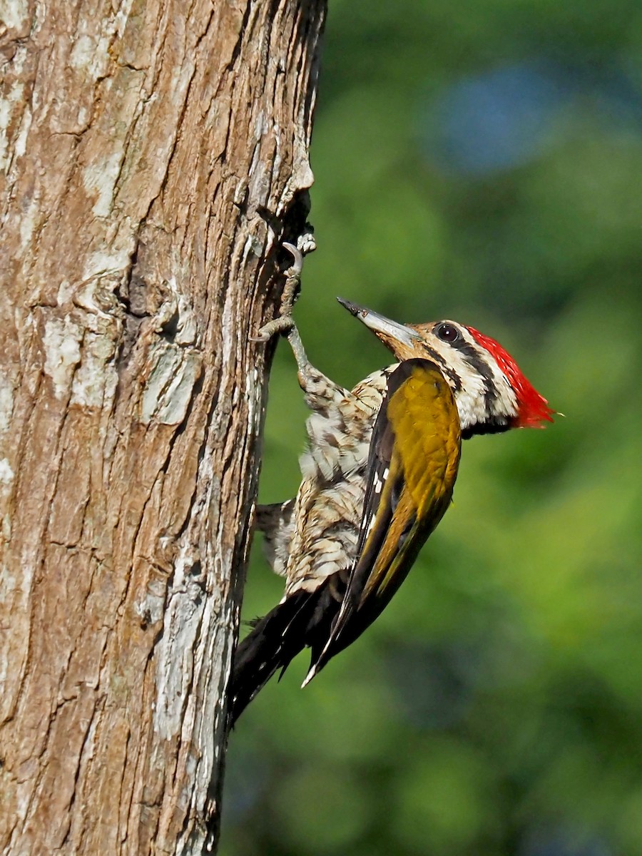 Common Flameback - ML641277597