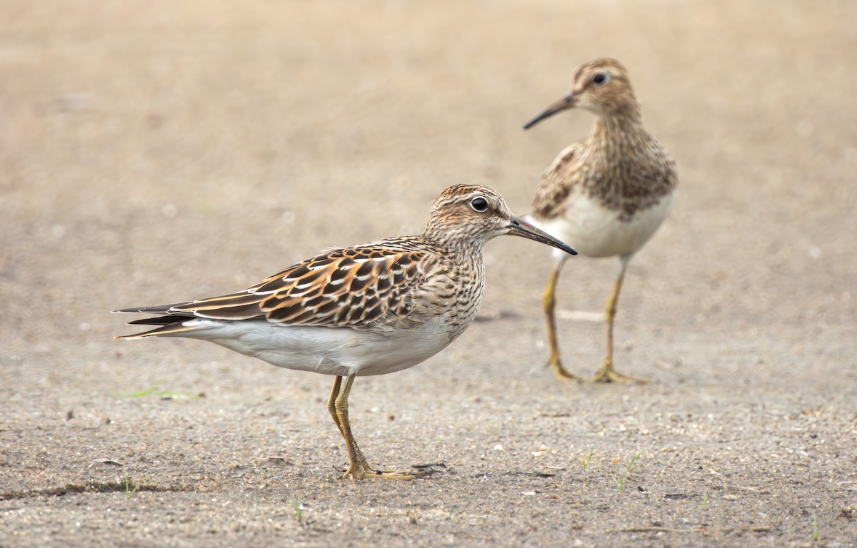 Pectoral Sandpiper - ML641277601