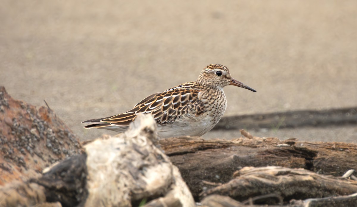 Pectoral Sandpiper - ML641277602