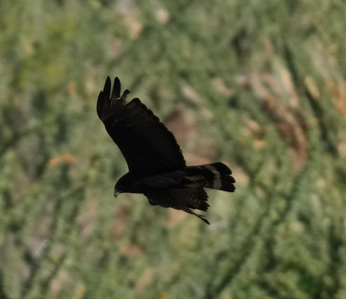 Zone-tailed Hawk - ML641277619