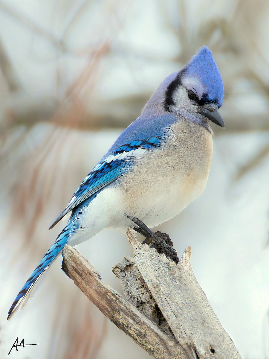 Blue Jay - ML641277621