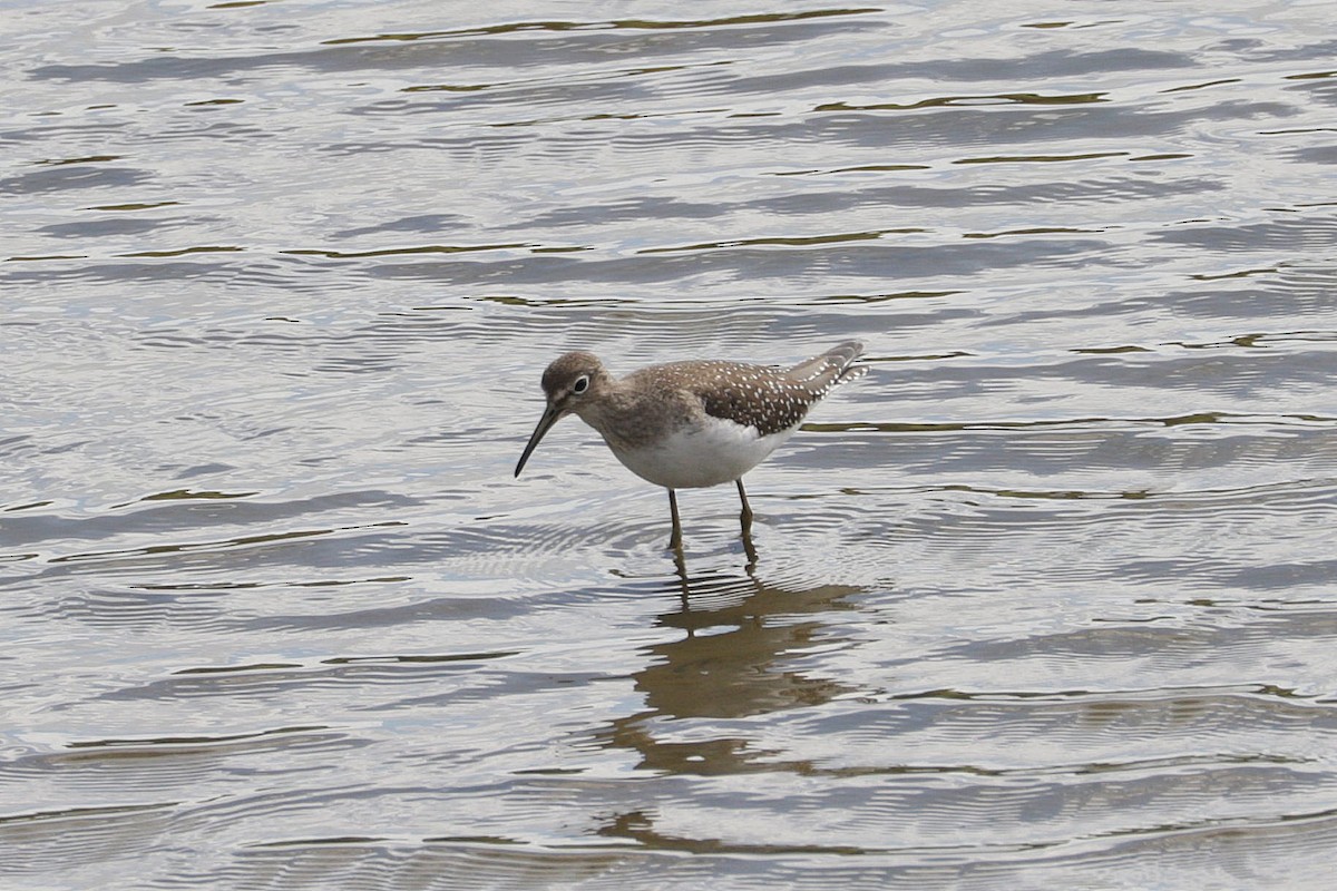 Einsiedelwasserläufer - ML641277631