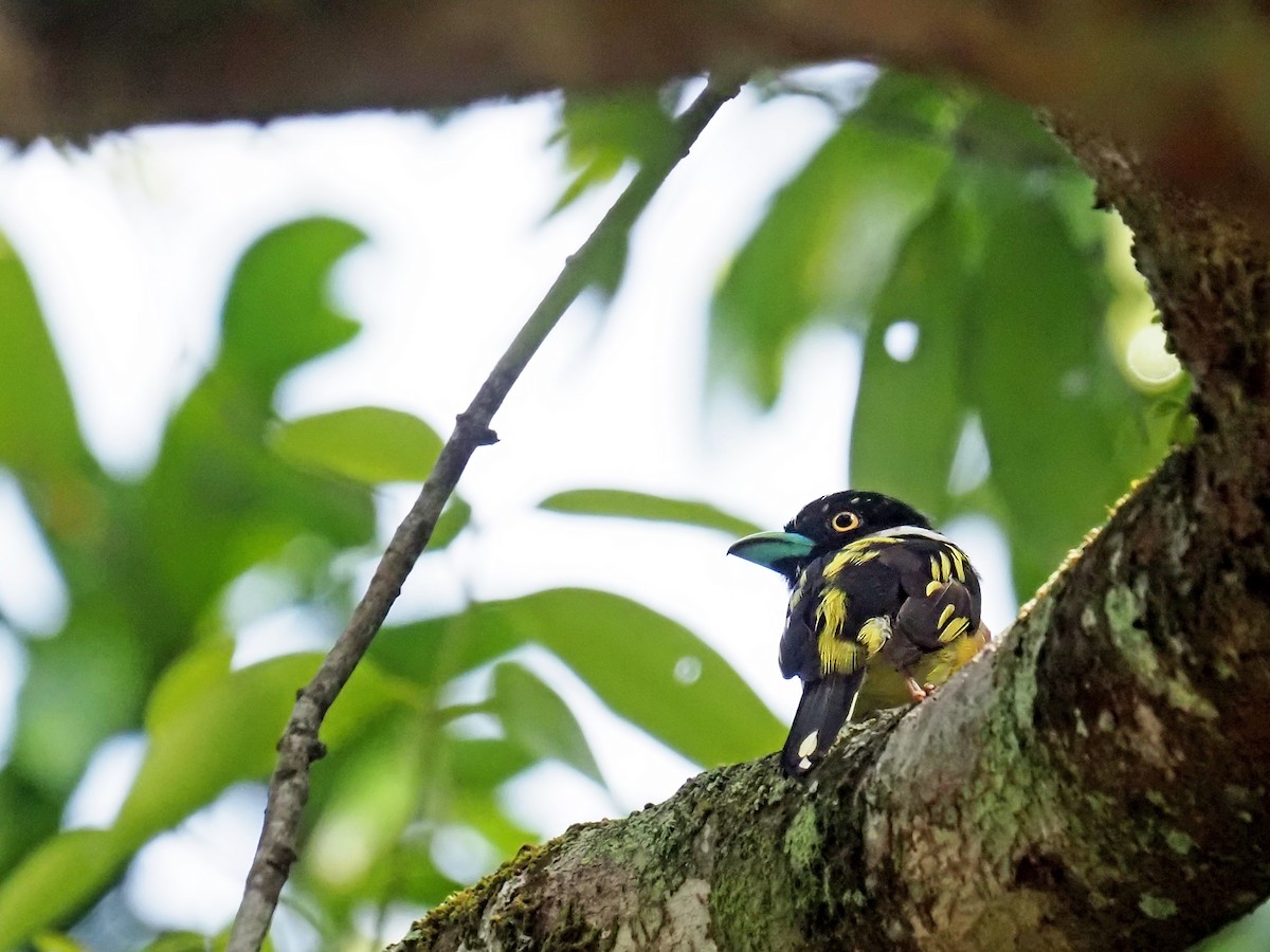 Black-and-yellow Broadbill - ML641277632