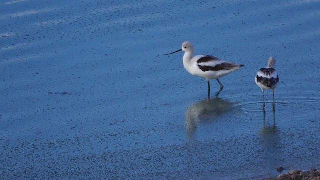 American Avocet - ML641277640