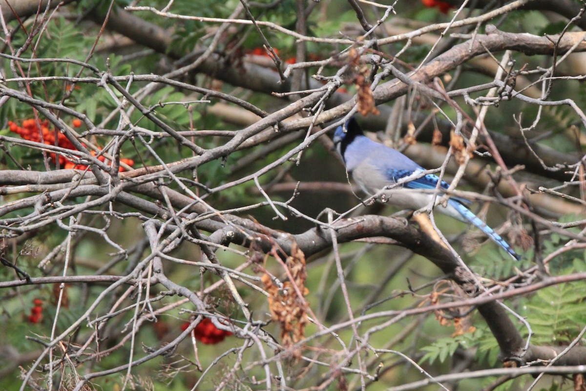 Blue Jay - ML641277641