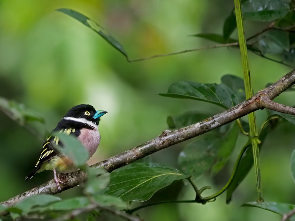 Black-and-yellow Broadbill - ML641277652