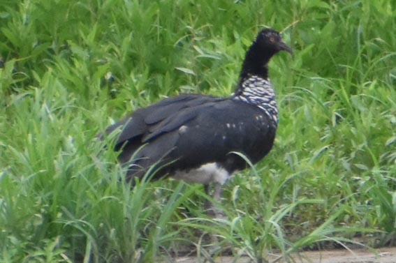 Horned Screamer - ML641277662