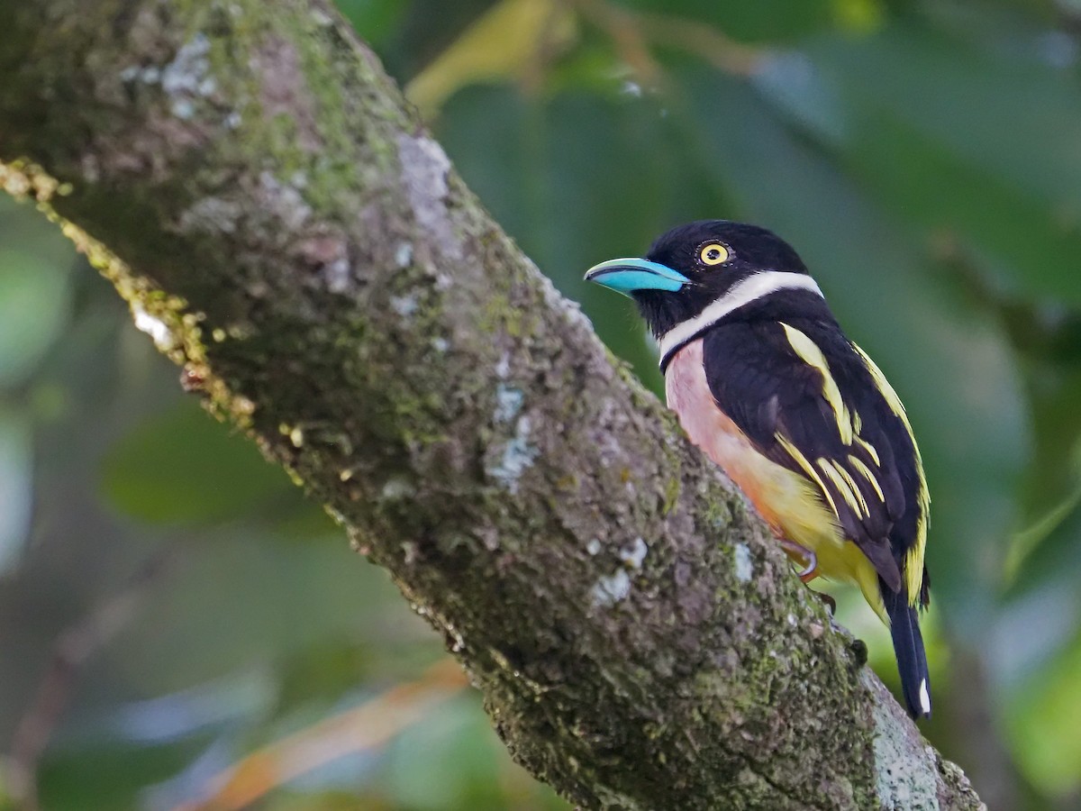 Black-and-yellow Broadbill - ML641277663