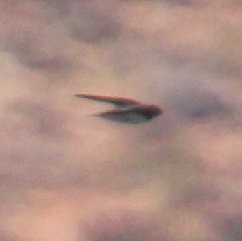 Northern Rough-winged Swallow - ML641277664