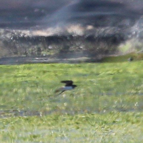 Northern Rough-winged Swallow - ML641277669