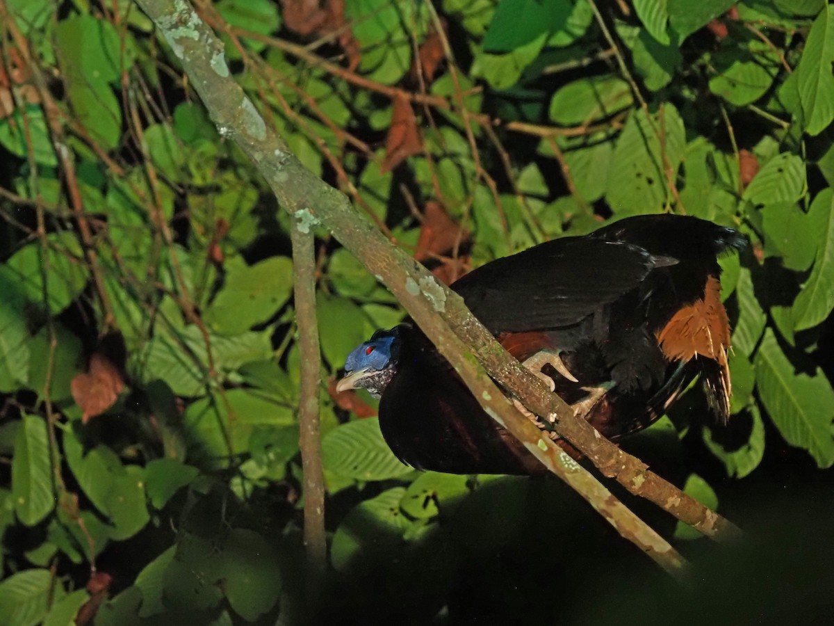 Bornean Crested Fireback - ML641277683