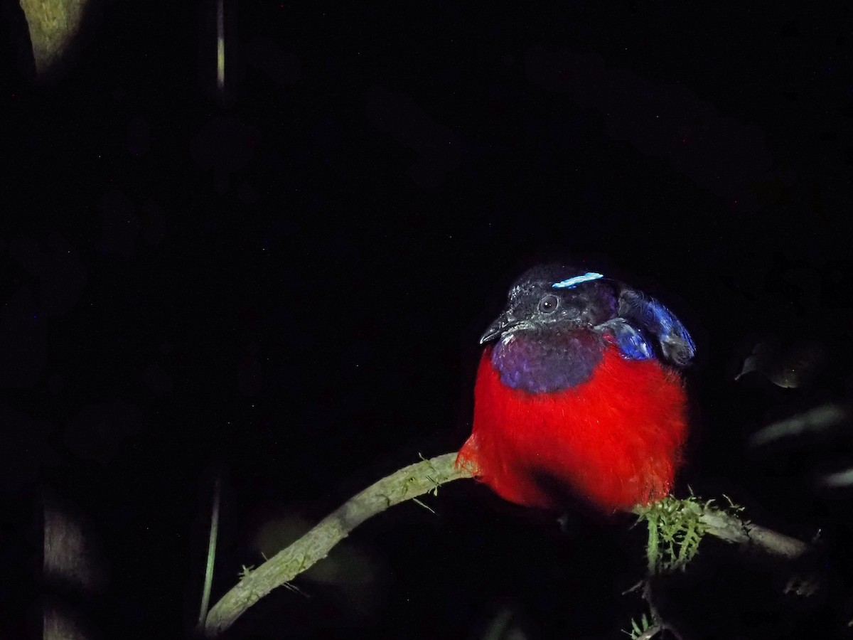 Black-crowned Pitta - ML641277690