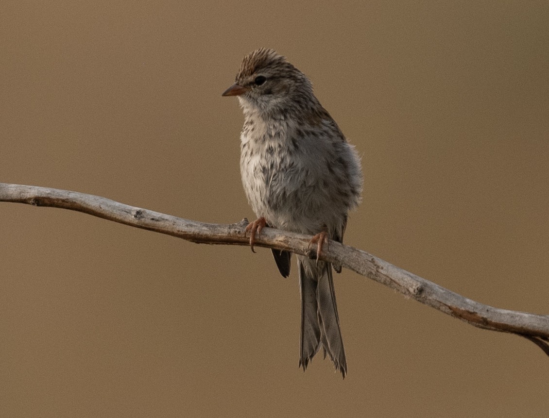 Chipping Sparrow - ML641277695
