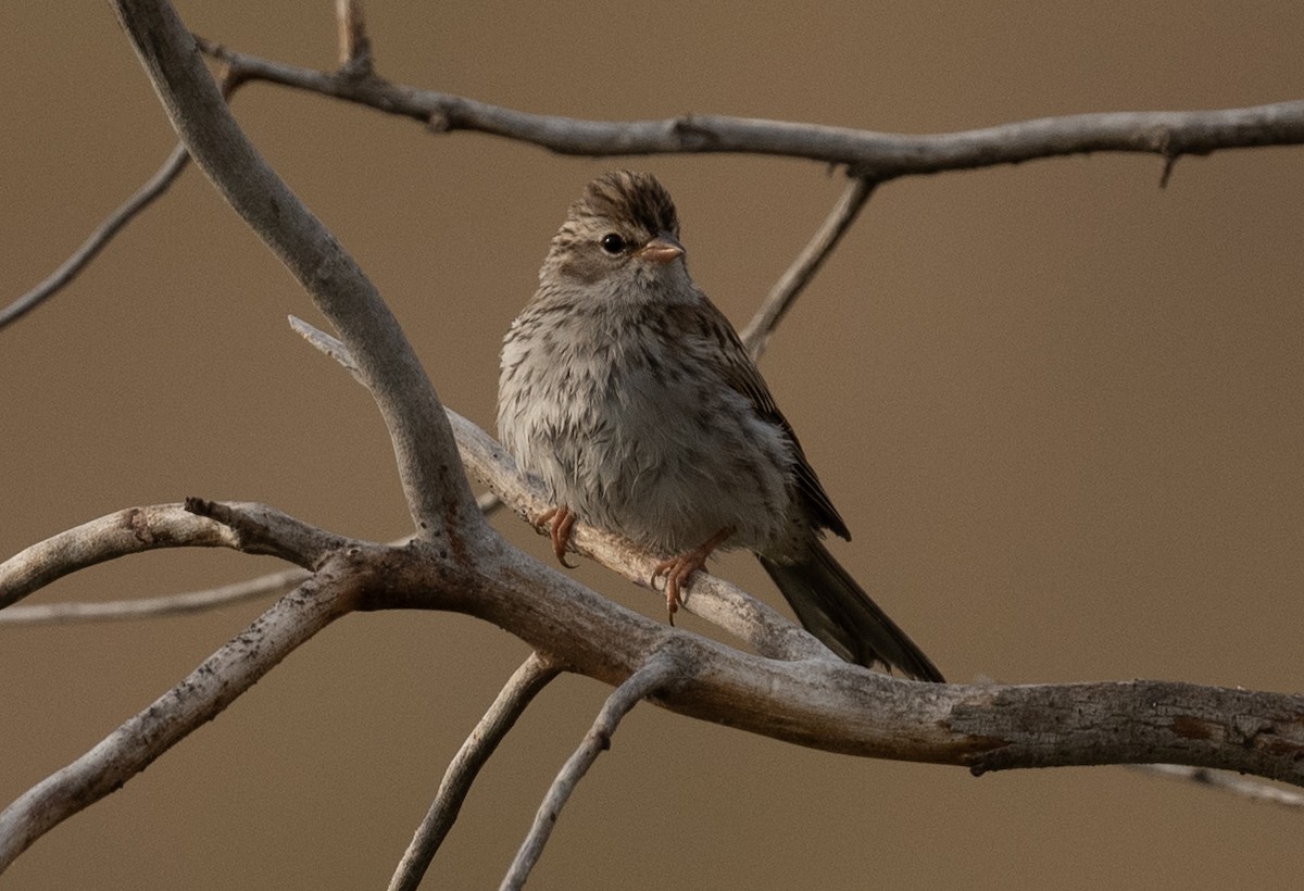 Chipping Sparrow - ML641277696