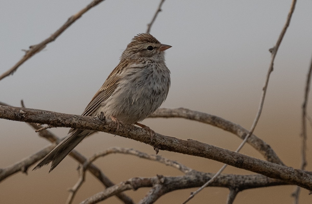 Chipping Sparrow - ML641277697