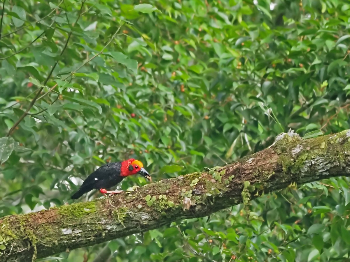 Bornean Bristlehead - ML641277716