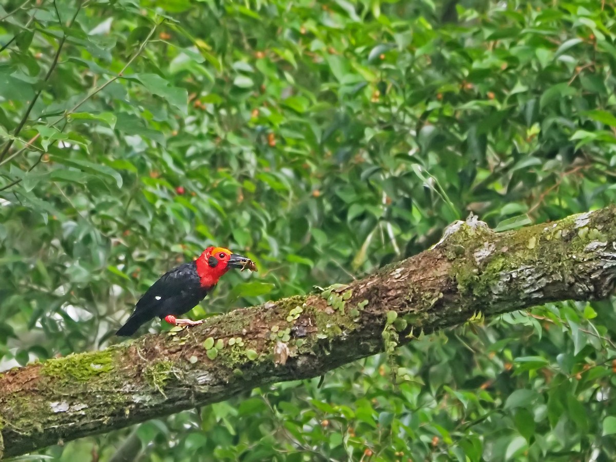 Bornean Bristlehead - ML641277717