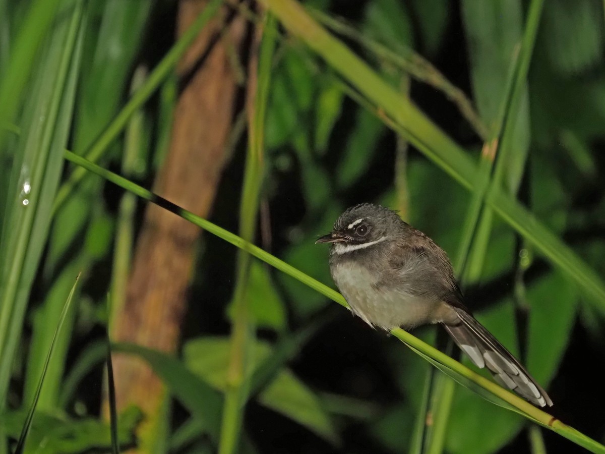 Malaysian Pied-Fantail - ML641277728