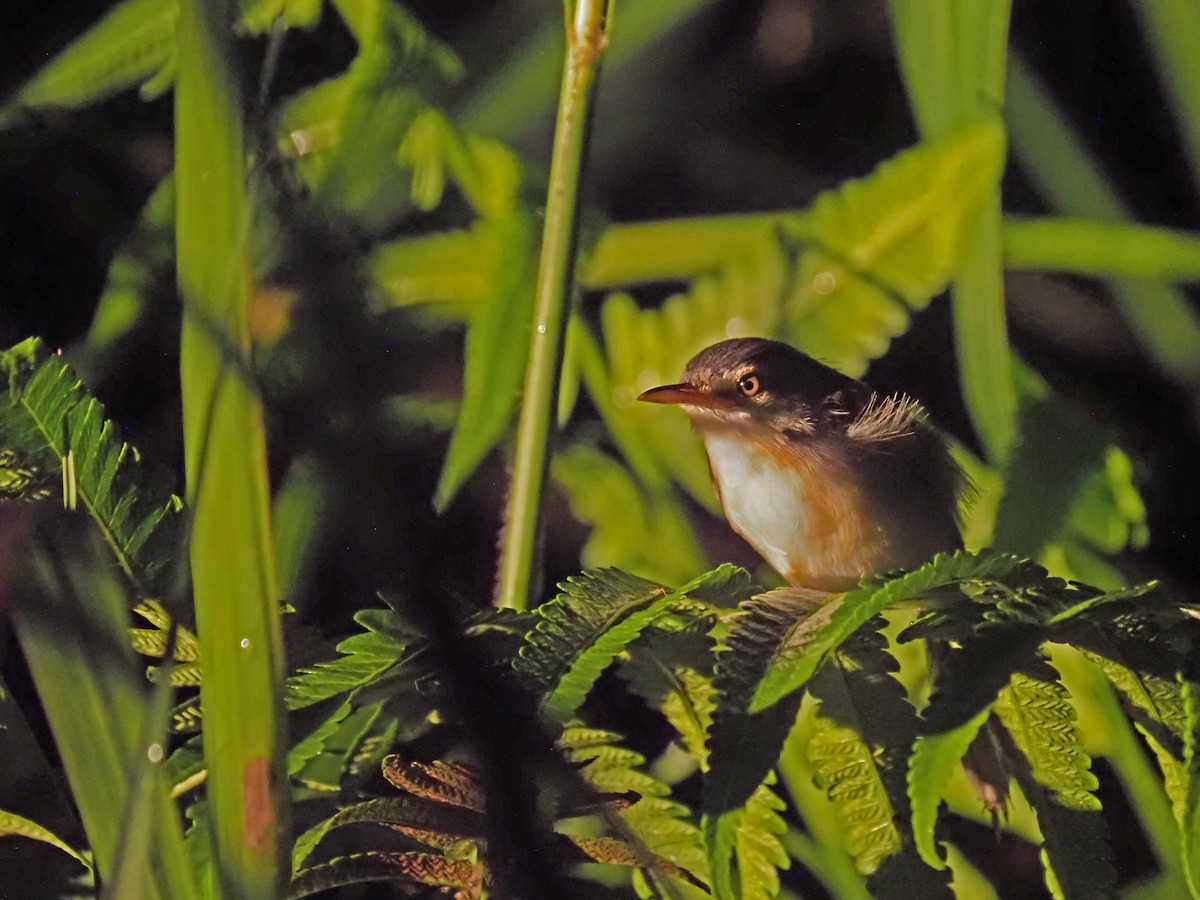 Yellow-bellied Prinia - ML641277732