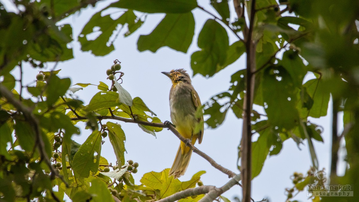 Stripe-throated Bulbul - ML641277768