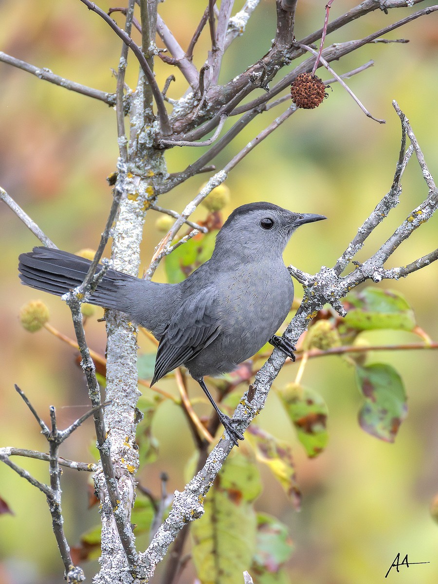 Gray Catbird - ML641277788