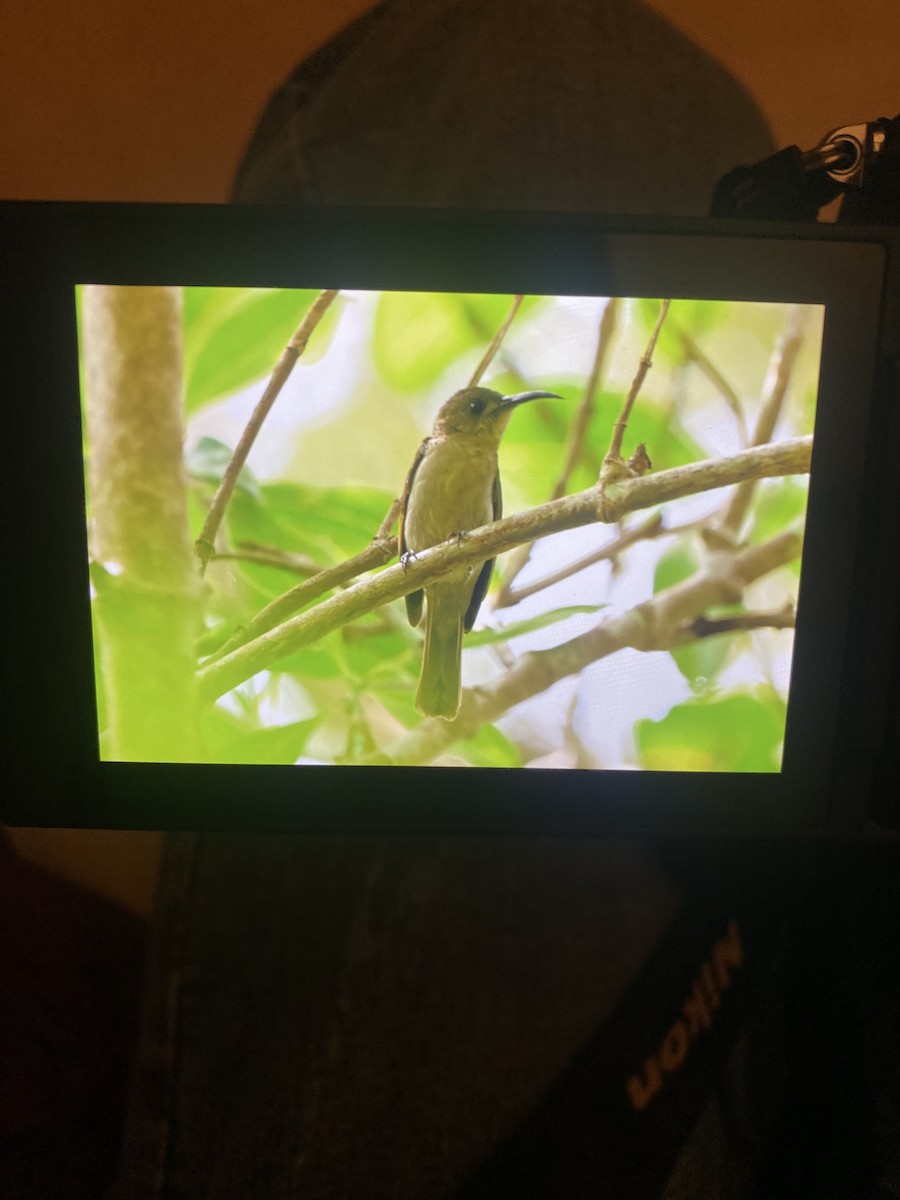 Olive Sunbird - ML641277791