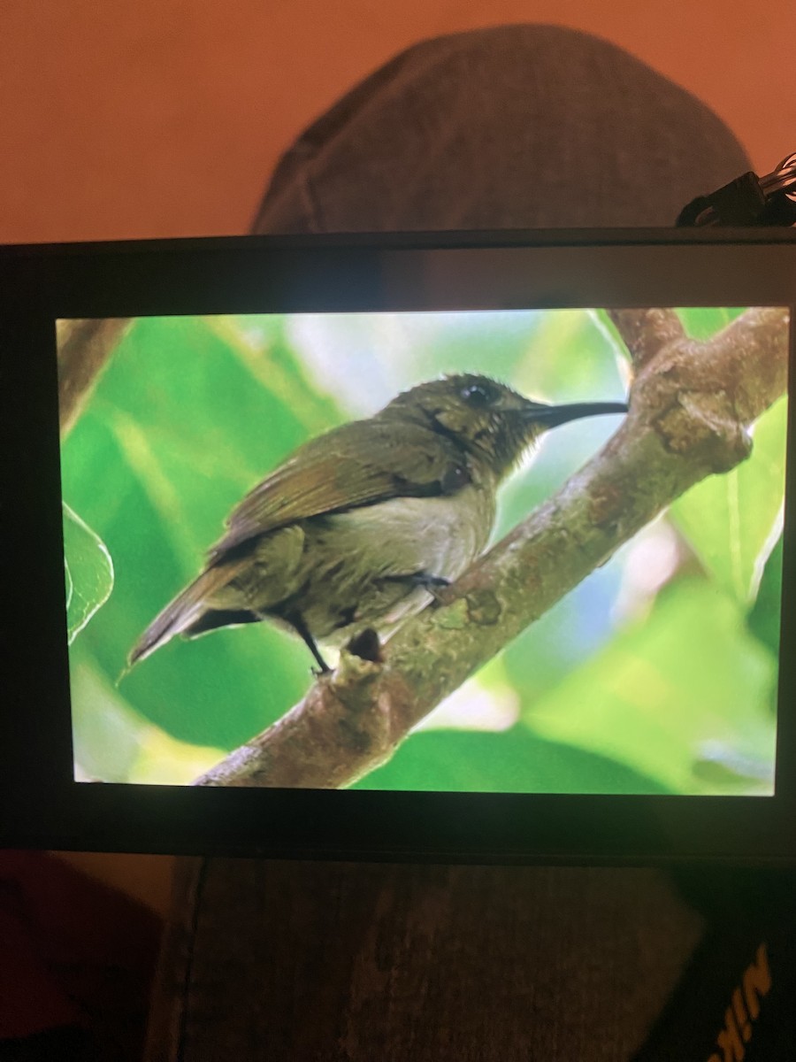 Olive Sunbird - ML641277792
