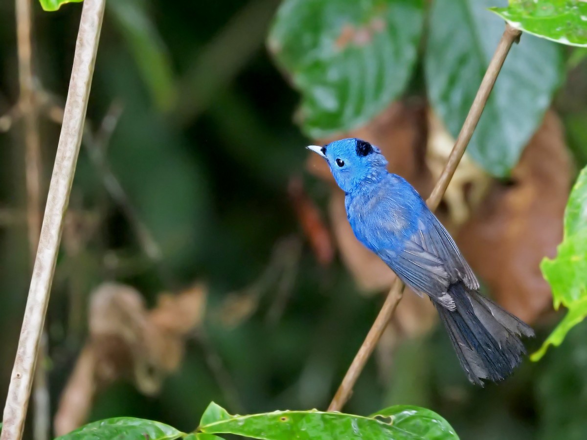 Black-naped Monarch - ML641277803
