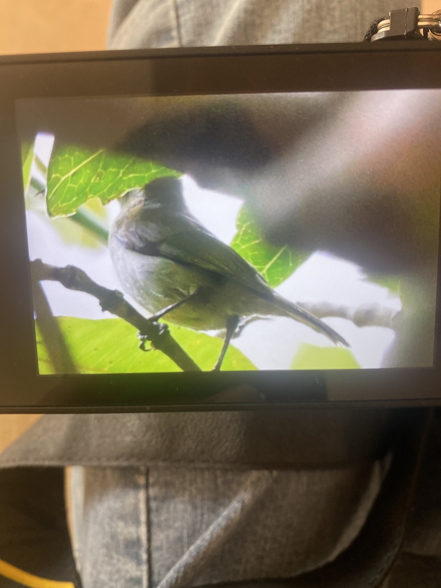Olive Sunbird - ML641277815