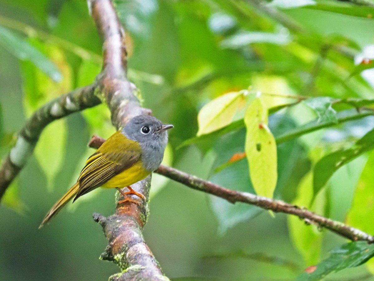 Gray-headed Canary-Flycatcher - ML641277821