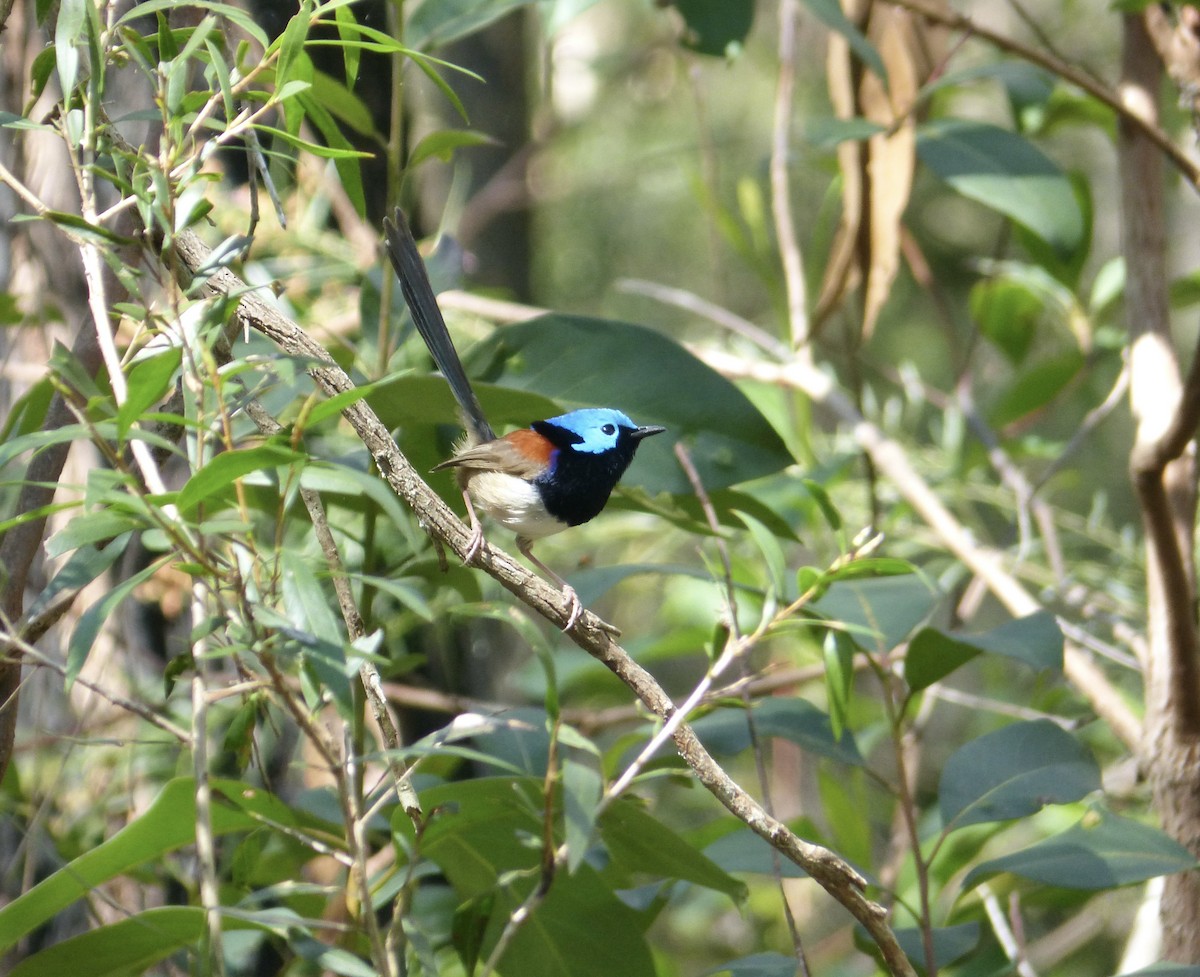 Variegated Fairywren - ML641277869