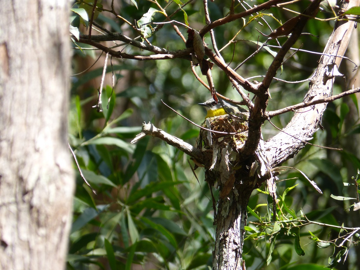 Eastern Yellow Robin - ML641277879